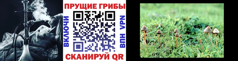 Галлюциногенные грибы Cubensis  закладка  Дно 
